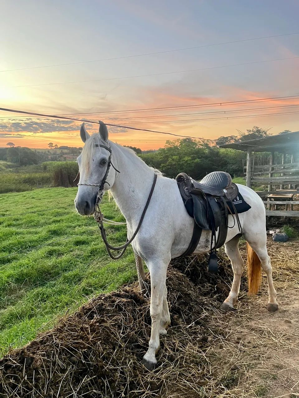 Vende-se Cavalo Inteiro - Foto 3