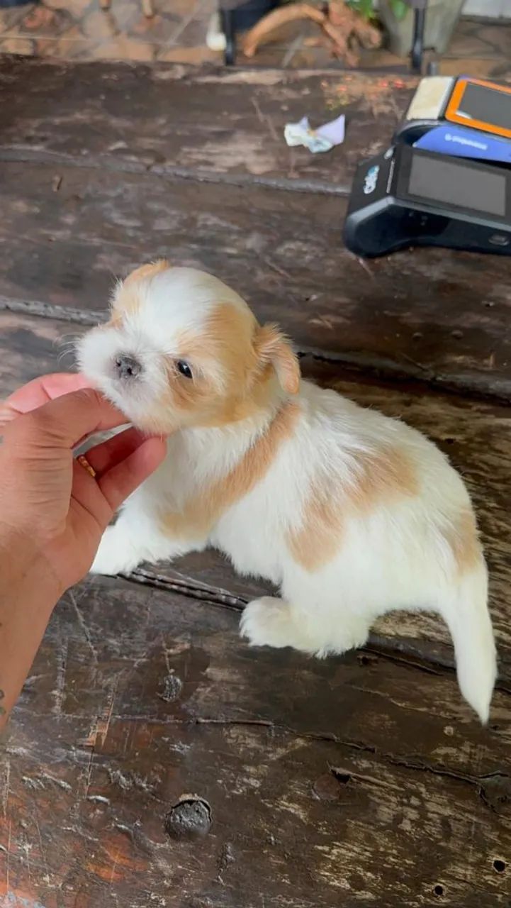 Shih Tzu Mini 