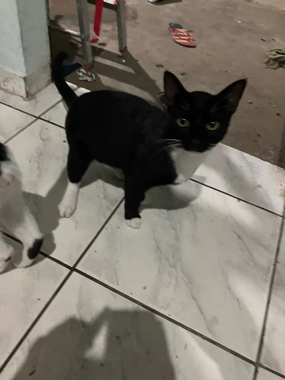 Adoção responsável  - Foto 2