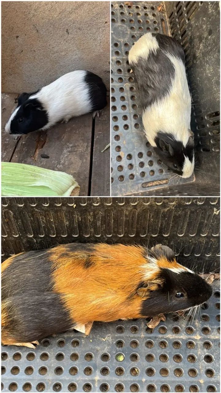 Filhotes de porquinho da índia  - Foto 3