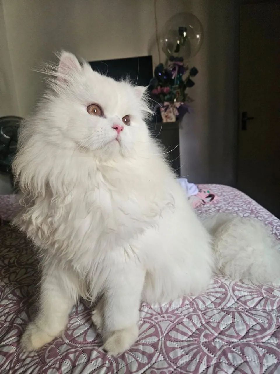 Vendo gato persa branco castrado - Foto 2