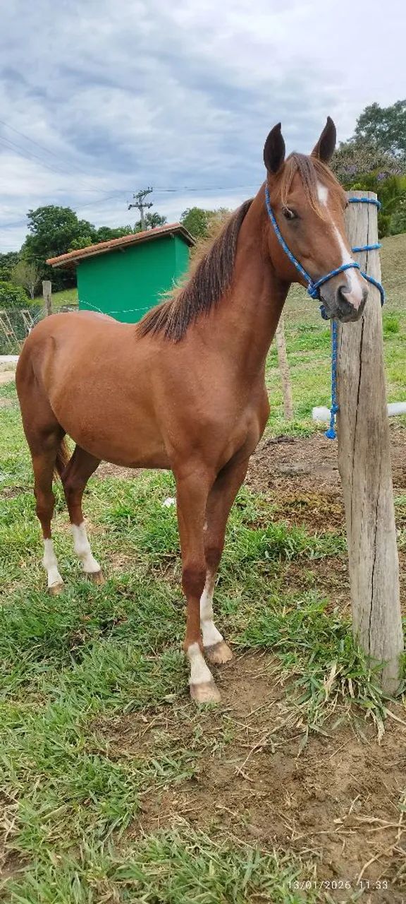 Potro quarto de milha - Foto 2