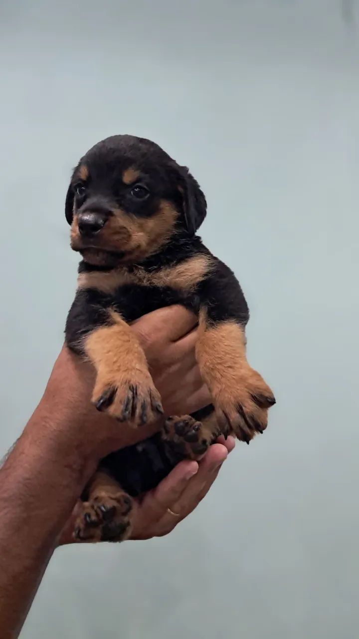 ROTTWEILER MACHO E FÊMEA  - Foto 5