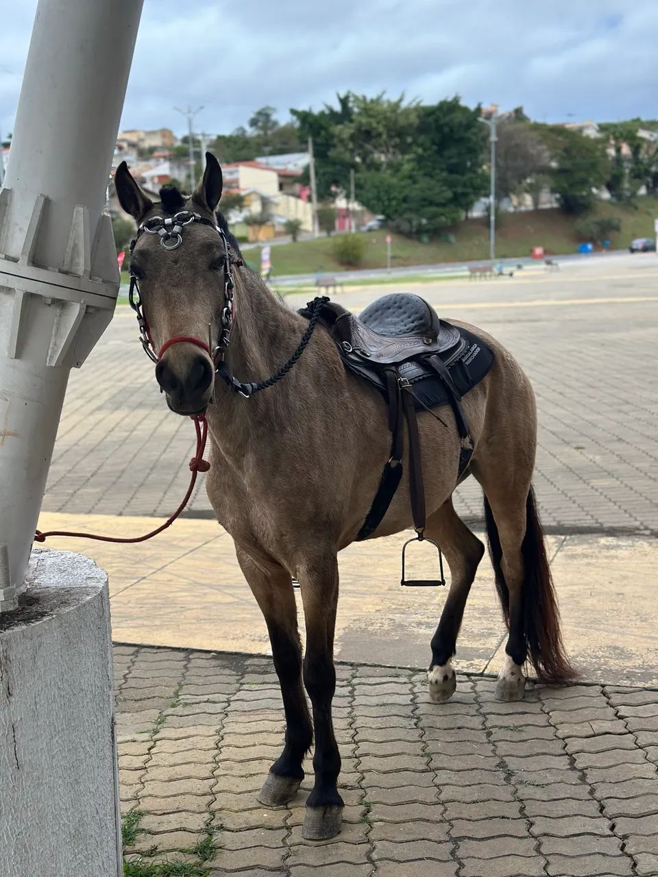 Mangalarga mineiro  - Foto 3
