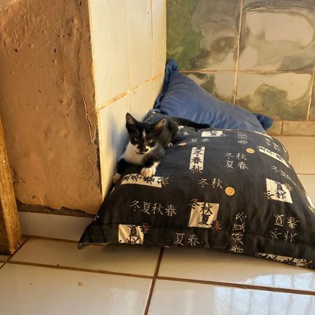 Gatinhos para doações sendo 3 machos 