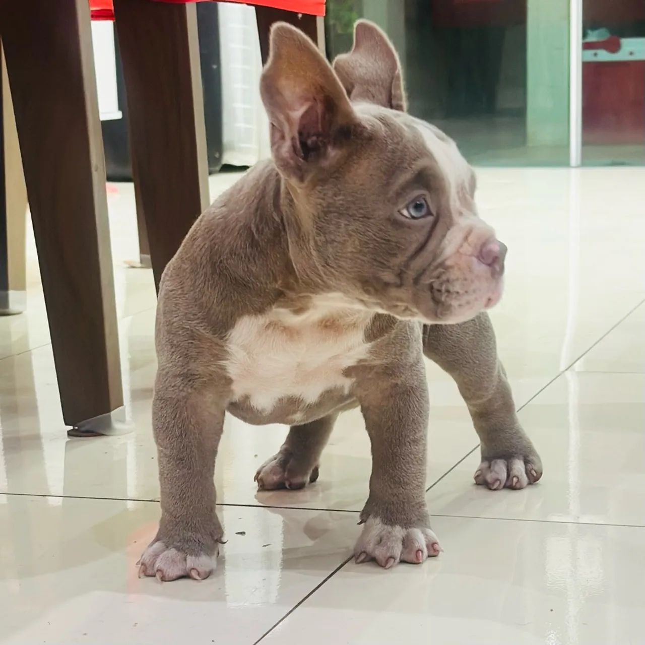 American Bully MICRO - Foto 4