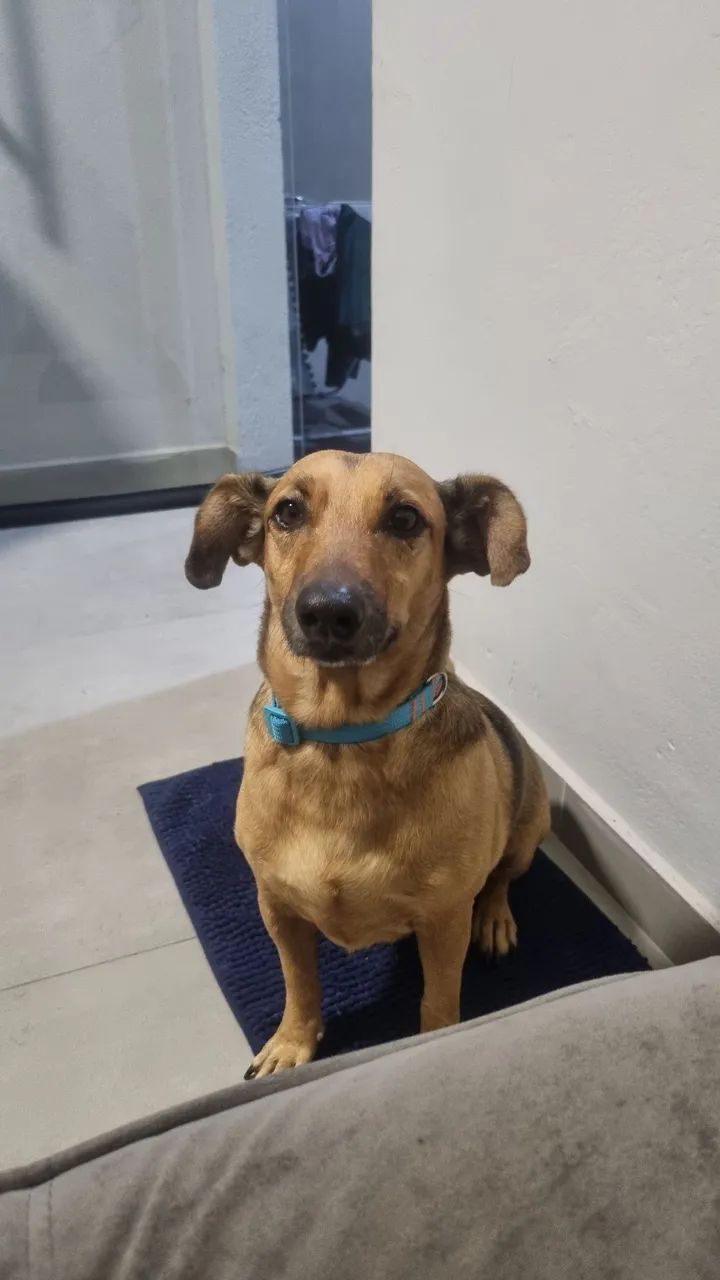 Doação Cachorro  - Foto 2