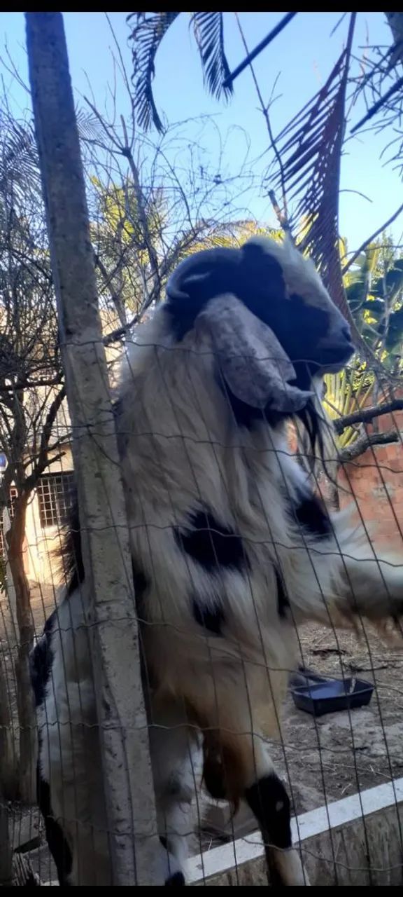 Bode reprodutor da raça anglonubiana , por R$2.000,00 - Foto 2