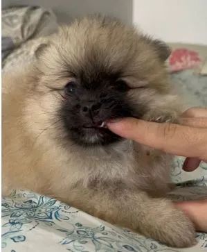 Lulu-da-pomerânia - Foto 2