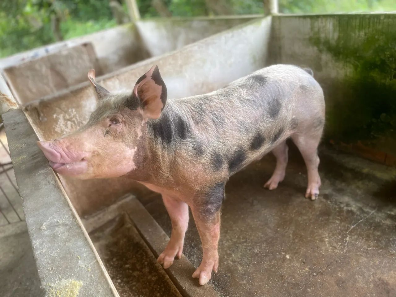 Duas porcas e um reprodutor  - Foto 4