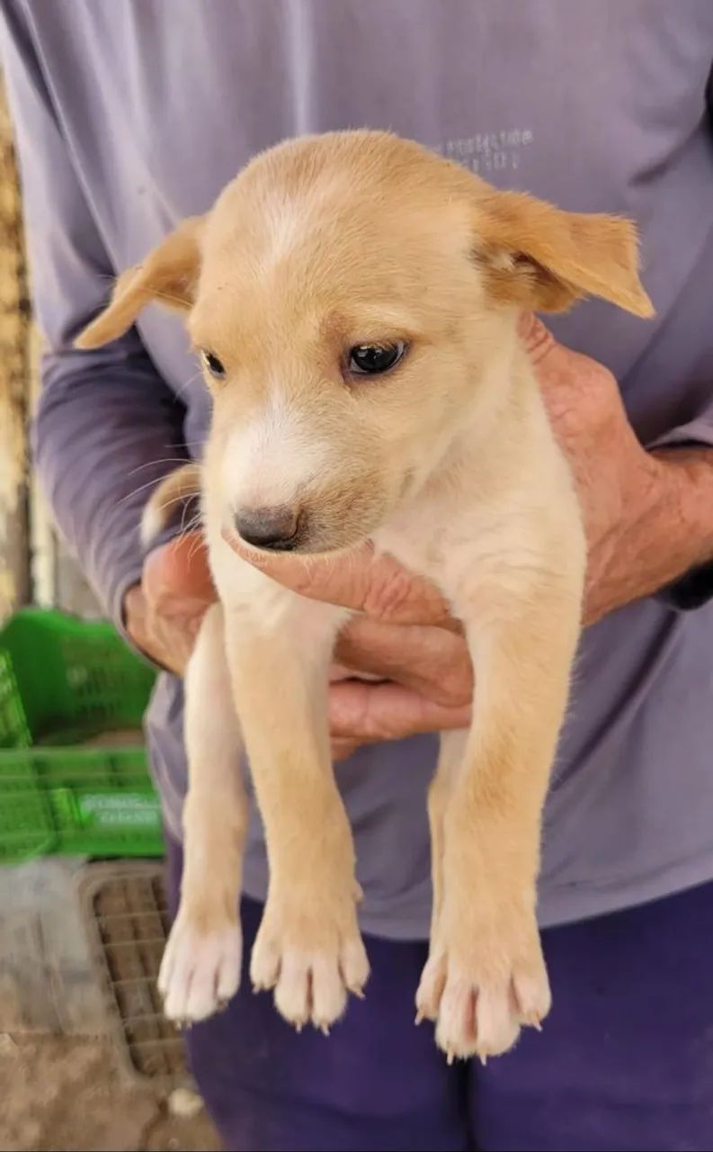 Doação responsável de cachorrinhos - Foto 3