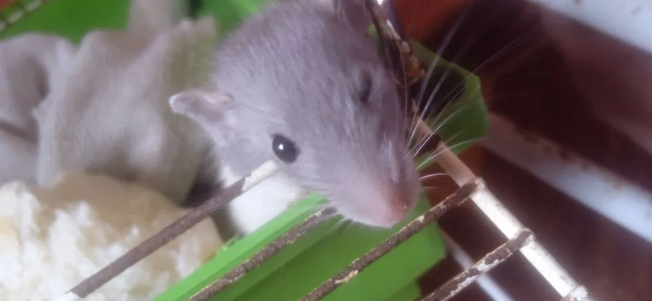 Rato Twister/Dumbo