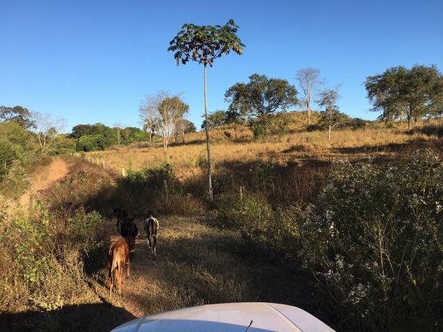 217 hectares, com 150 hectares aberto 32 km de Dom Aquino -MT - Foto 8