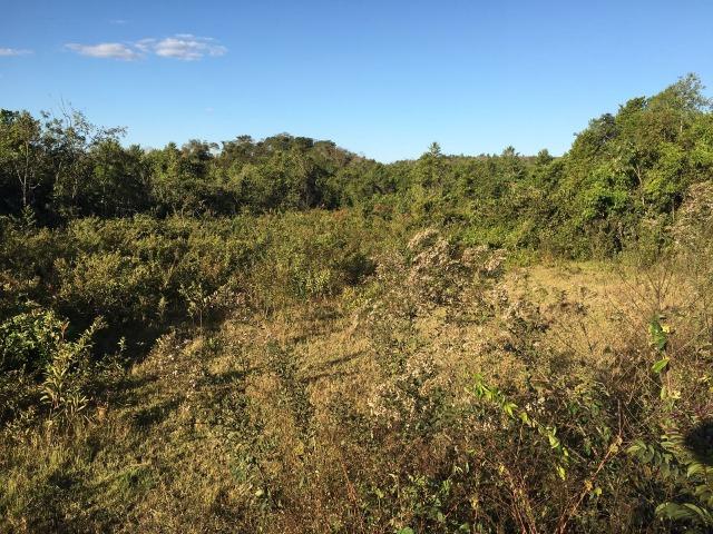 217 hectares, com 150 hectares aberto 32 km de Dom Aquino -MT - Foto 10