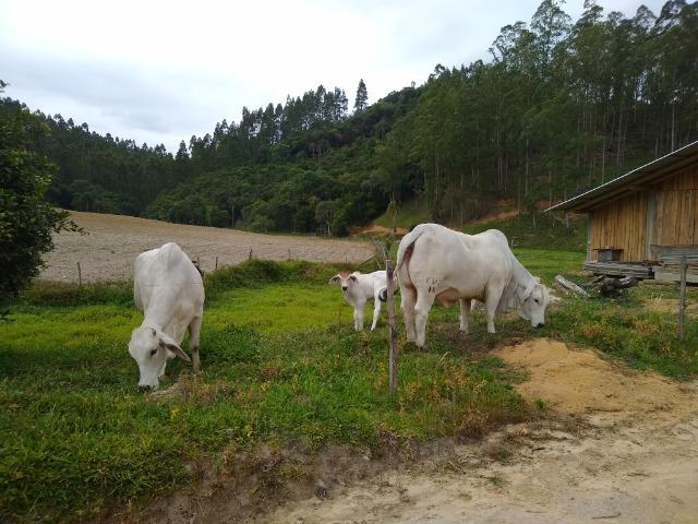 Tourinho Brahman PO - Foto 6