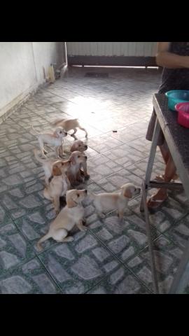 Filhotes de labrador - Foto 5