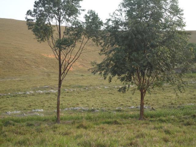 Fazenda de 118 alqueires em Casimiro de Abreu, RJ - Foto 13