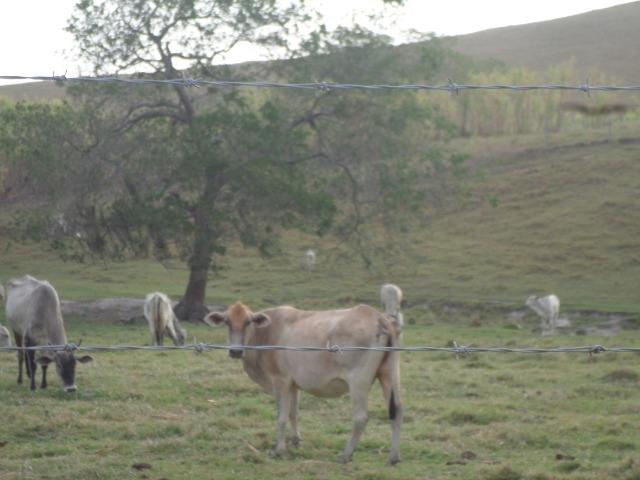 Fazenda de 118 alqueires em Casimiro de Abreu, RJ - Foto 12