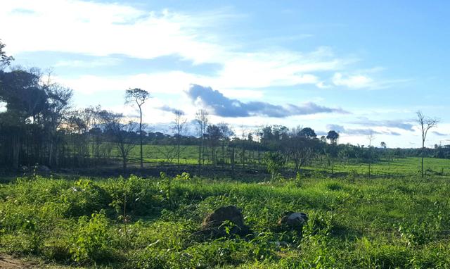 Fazenda com 280 hectares em Rorainópolis, ler descrição do anuncio