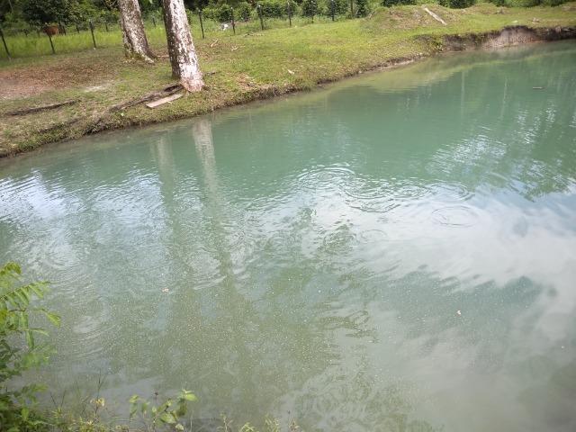 25 hectares a 55 km de Belém lindo Sitio por 200 mil reais Aceito carro na negociação - Foto 19