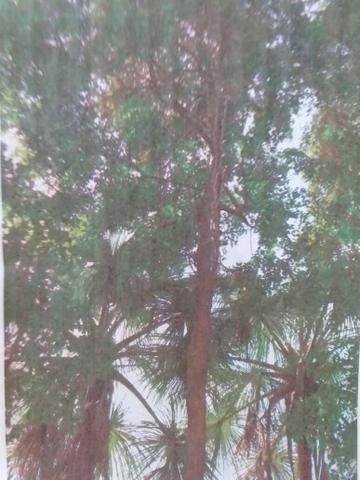 Terreno em Alcântara - Foto 13