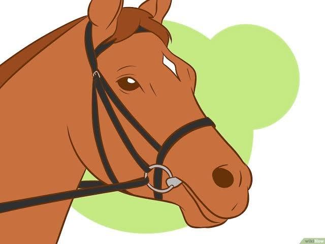 Acessório para cavalo