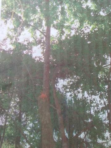 Terreno em Alcântara - Foto 7