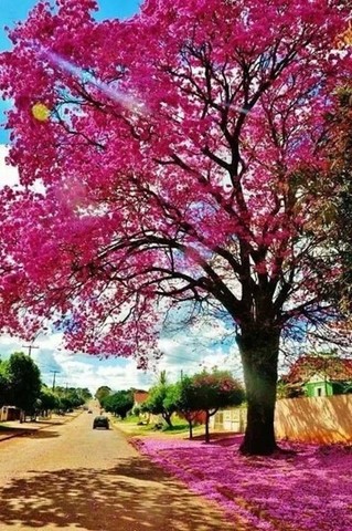 Ipê Pau Darco Róseo Muda Árvore Nativa