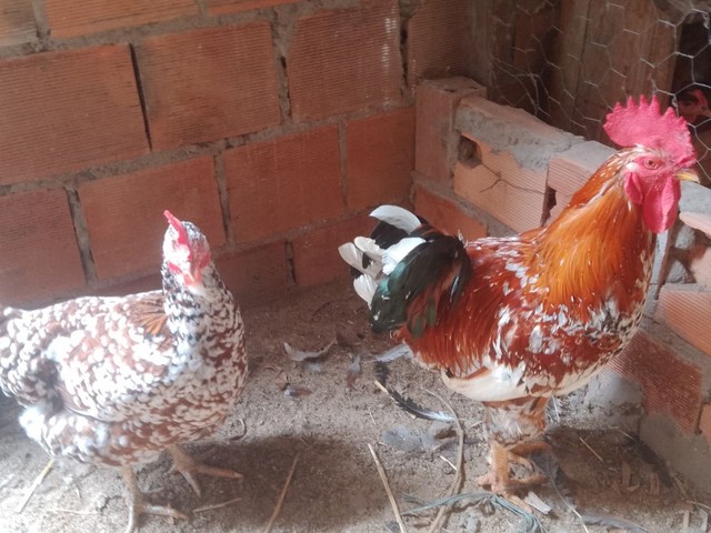 Casal de GSB balão a venda 