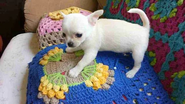 Chihuahua Machinho branco 700,00 Filhote Black friday