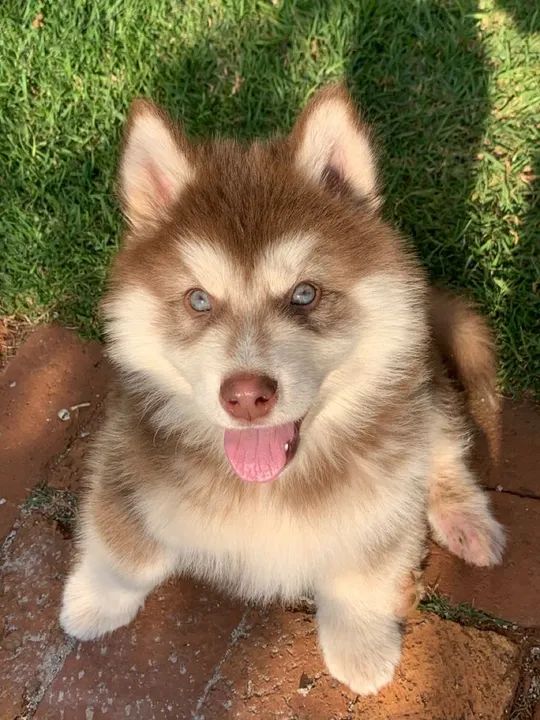 Husky Siberiano Saudáveis e Com Garantias 