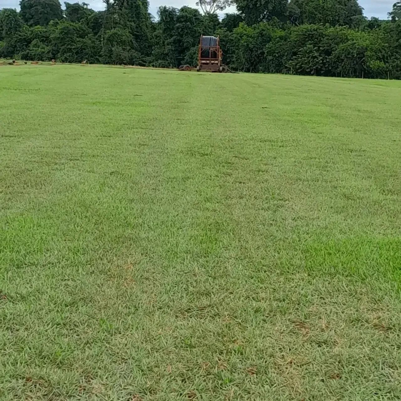 Grama esmeralda  - Foto 2