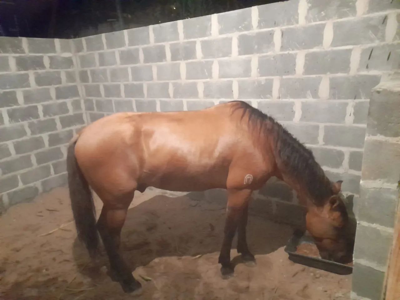 Cavalo Mangalarga Marchador - Foto 4