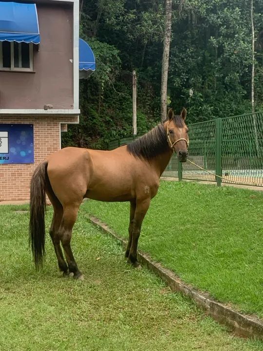 Cavalo Mangalarga Marchador - Foto 3
