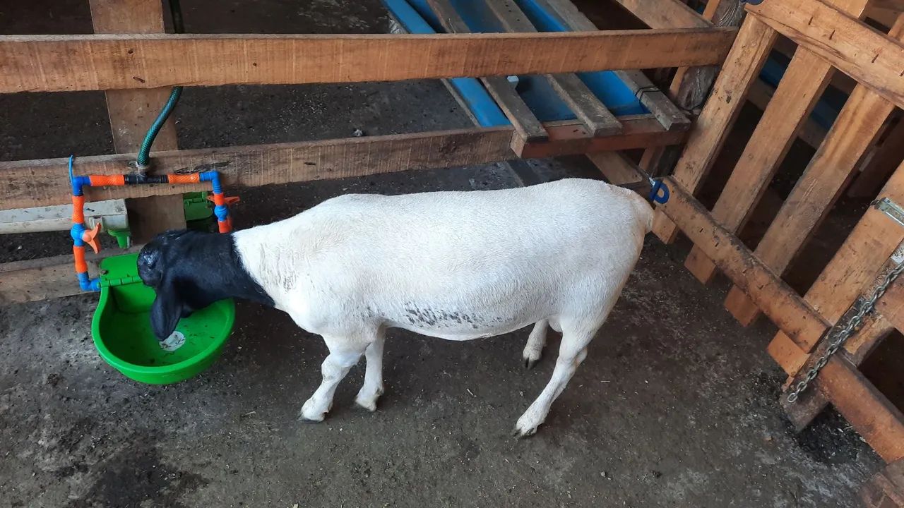 Borrego Dorper  PO Genética Buria - Foto 2