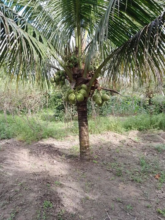 foto - São Lourenço da Mata - Chã da Tábua