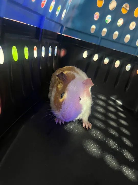 Porquinho da Índia para adoção 