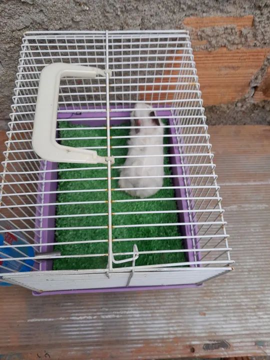 Porquinho lindos filhote  - Foto 6