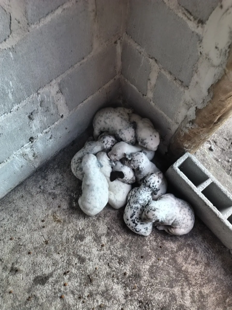Vendendo cachorros dálmatas