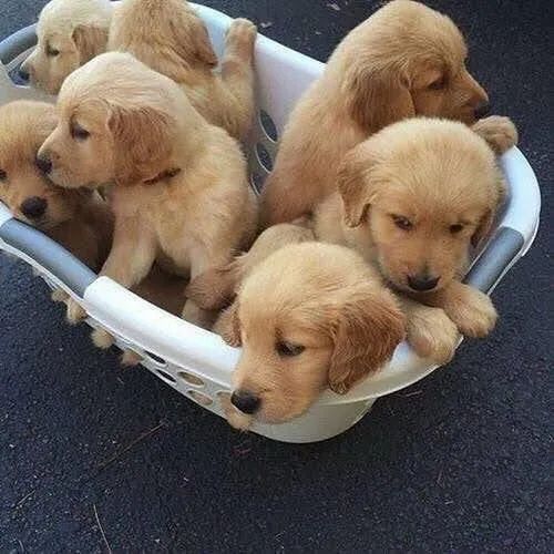 Golden Retriever - Filhotes dóceis, saudáveis e prontos para o novo lar! - Foto 3