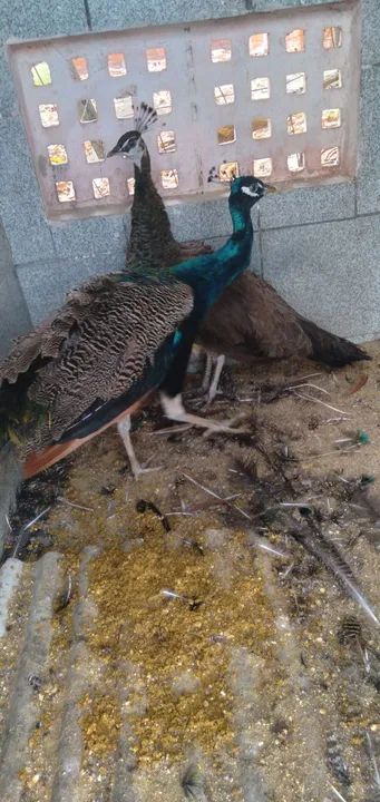 Venda de Pavões  - Foto 4