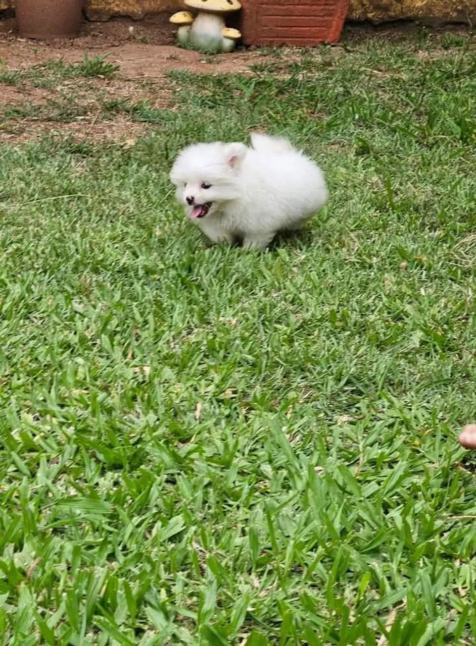 Filhote de Spitz Alemão anão, ursinho!!Leia todo anúncio! - Foto 4