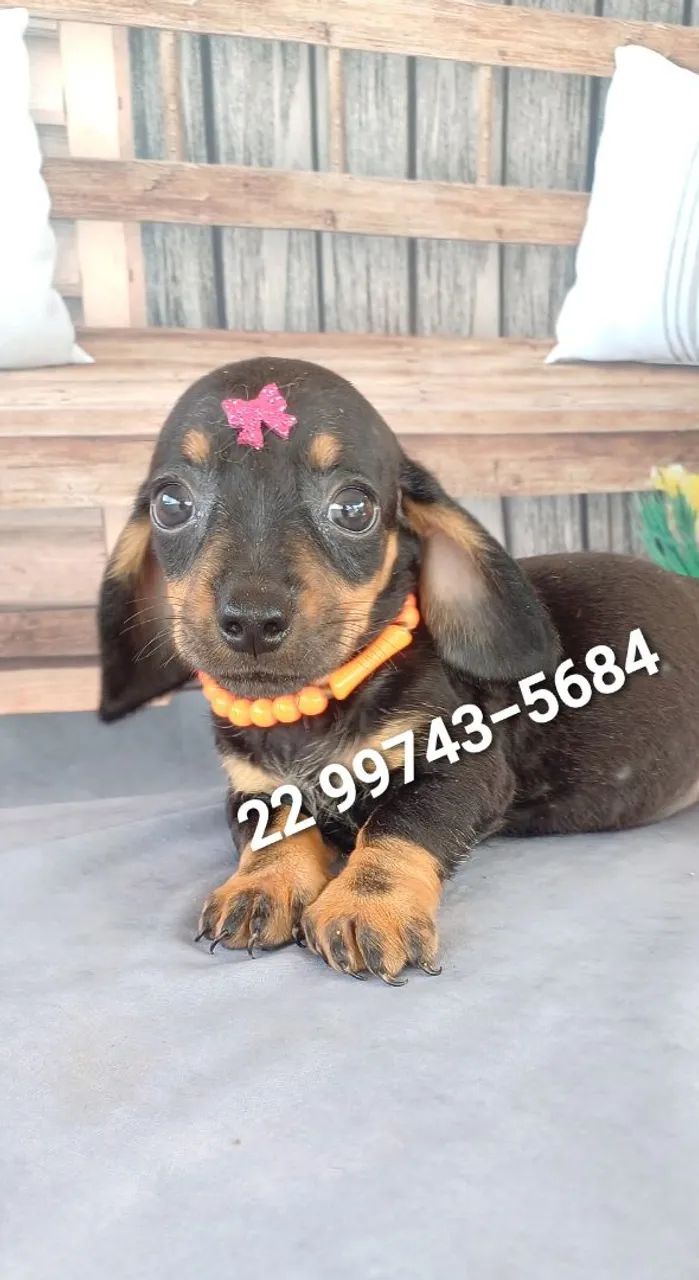 Dachshund Salcichinha Cachorros Parque Fundão, Campos dos