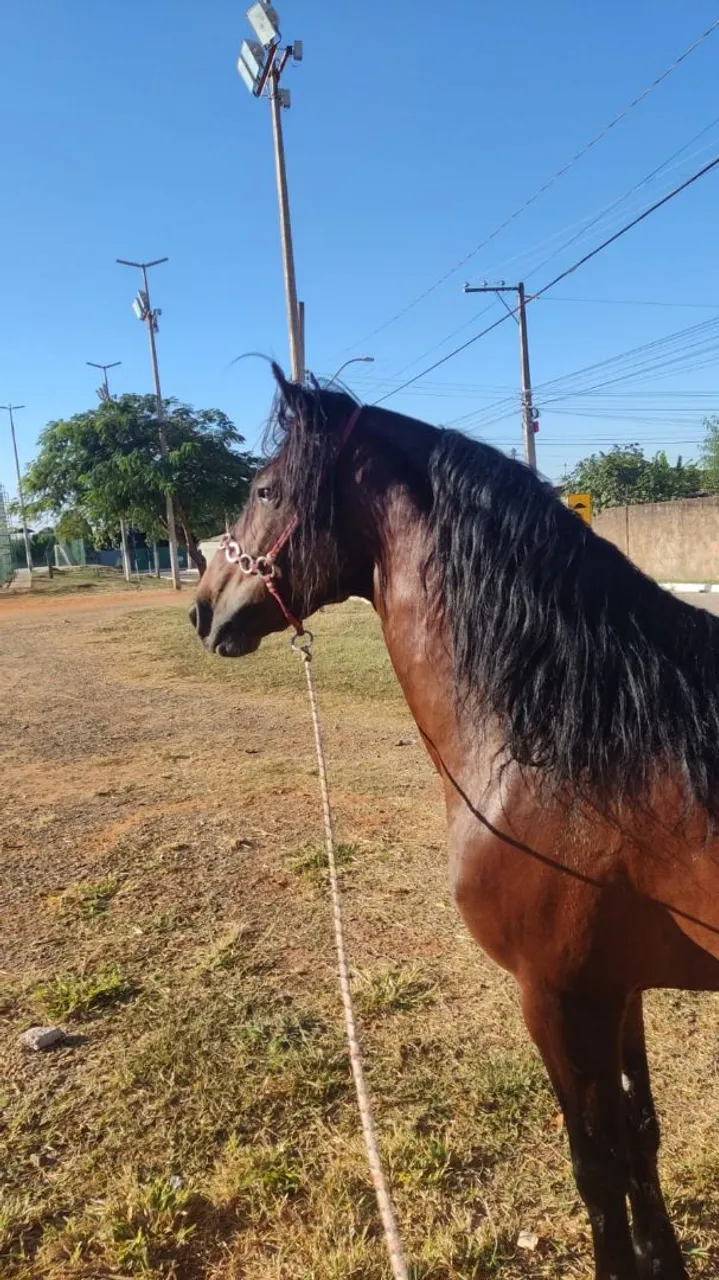 Cavalo manga larga registrado