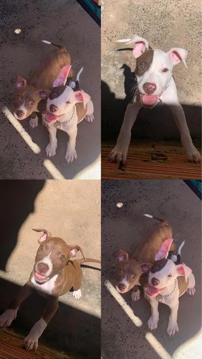 Dois filhotes de Pitbull