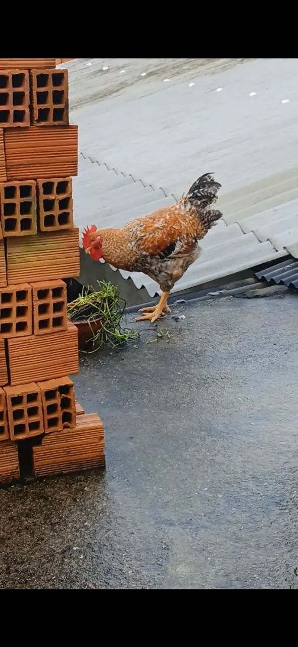 Frango bonito á venda - Foto 3