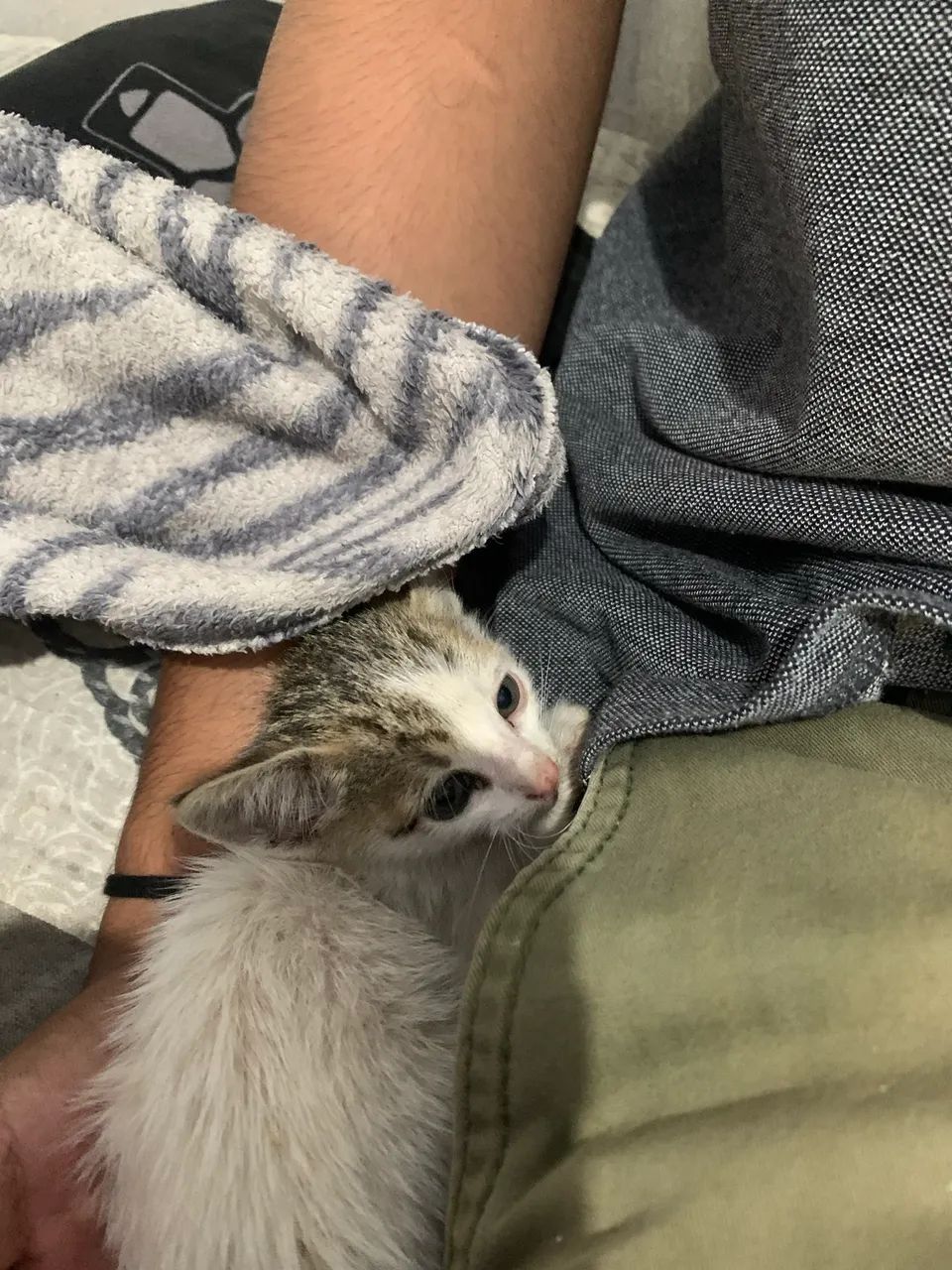 DOAÇÃO GATINHA FÊMEA  - Foto 3