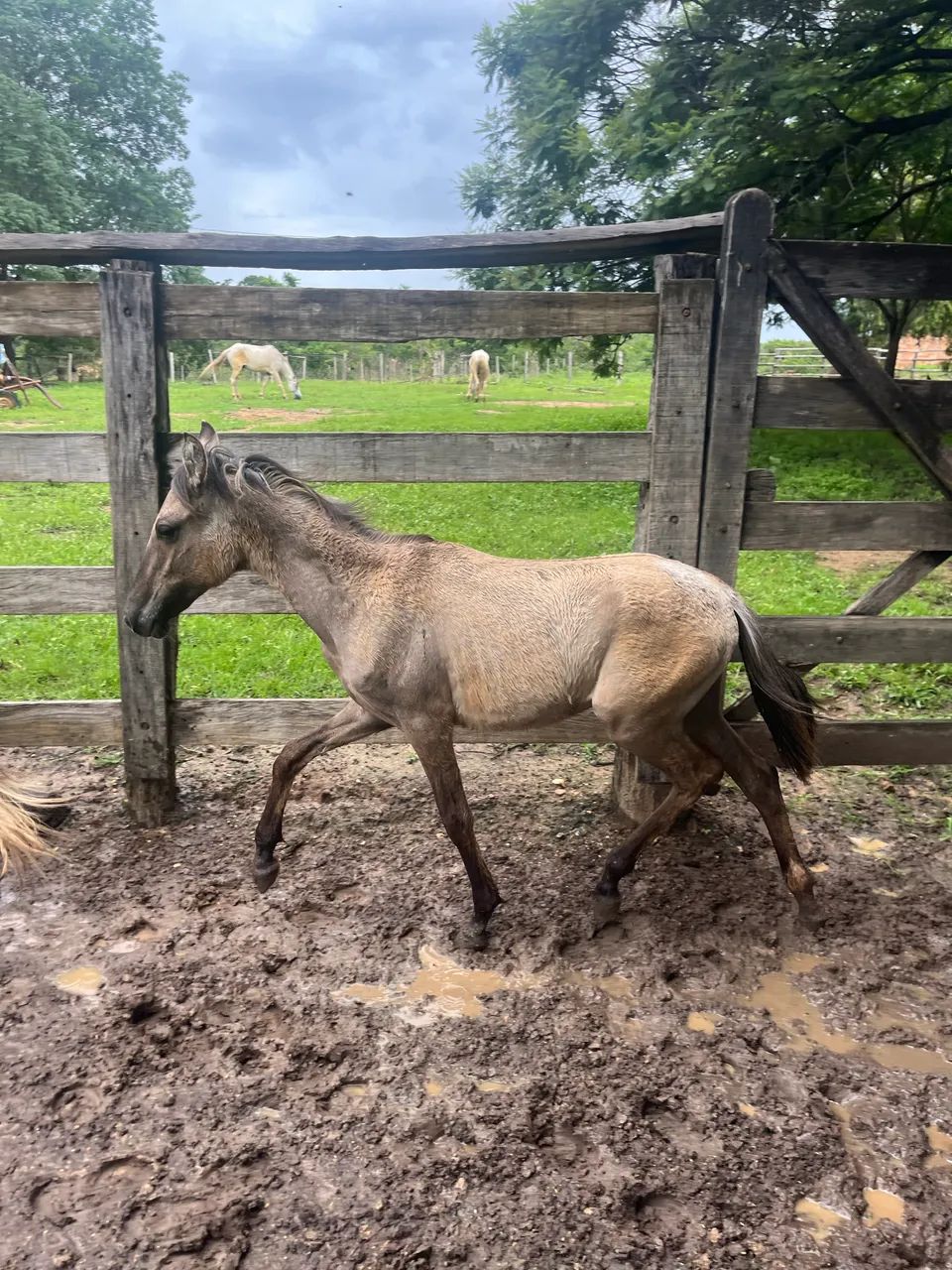 egua e potro mangalarga  - Foto 2