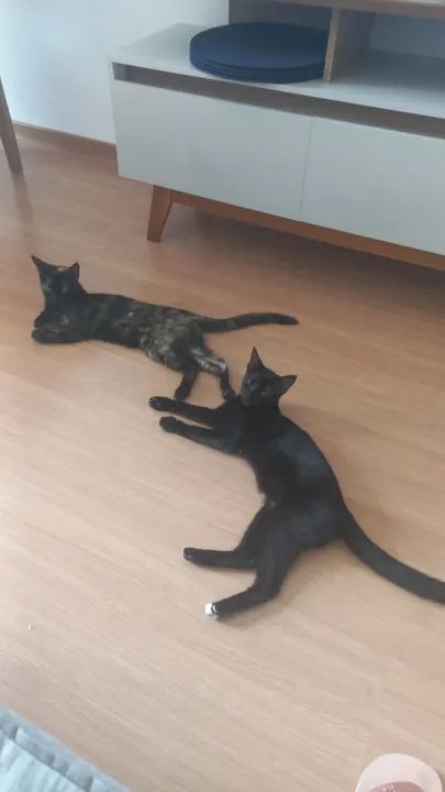 Duas Gatinhas Pretas para Adoção