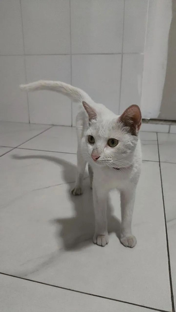 Gata branca disponível para adoção